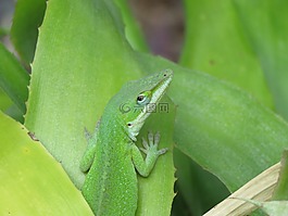 爬行動物,蜥蜴,綠色和白色