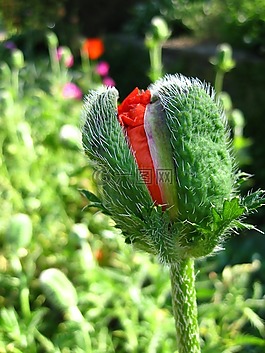 罌粟,花,性質(zhì)