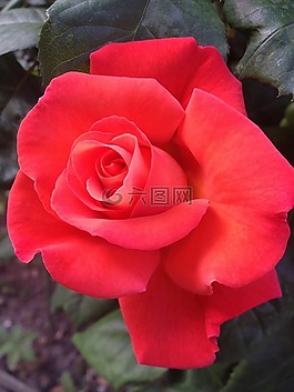 花,花瓣,布魯姆