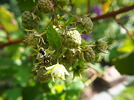 黃蜂,山莓,廠