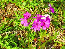 鮮花,植物,植物區(qū)系