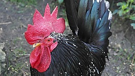 哈恩,鳥,黑色