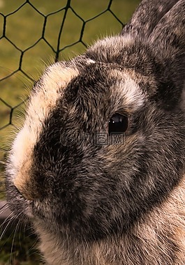 野兔,兔,動物