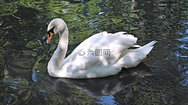 天鵝,白,鳥