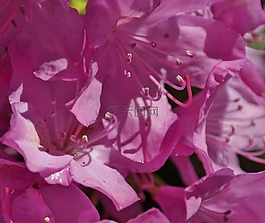 杜鵑,花,春天