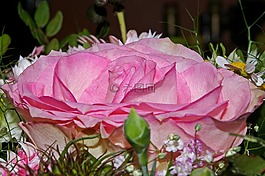 玫瑰,花束,鮮花