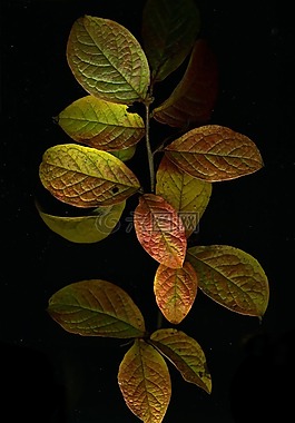 秋,葉子