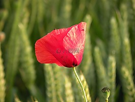 野花,玫瑰,花