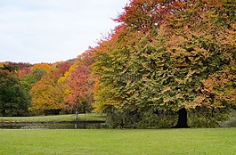 公園,葉子,樹