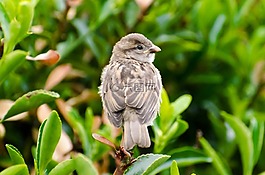 鳥,動物,飛行員