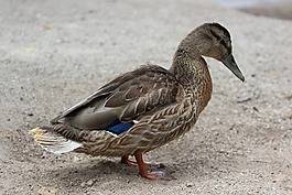 鴨,鳥,動物區(qū)系