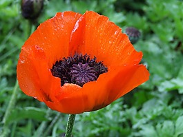 花,罌粟,野花