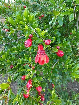 石榴,植物,灌木