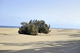 大加那利島拉斯帕爾馬斯,沙丘,海洋