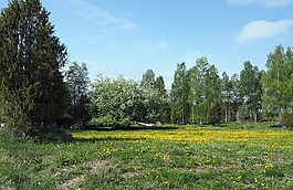 夏天,夏天草地,大自然