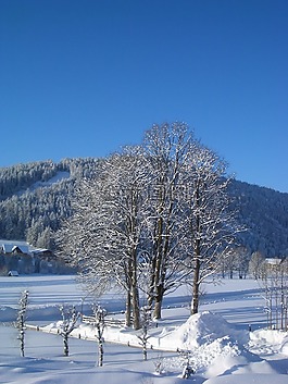 冬天,樹,雪