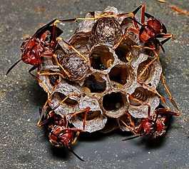 黃蜂,巢,雞蛋