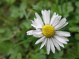雛菊,花
