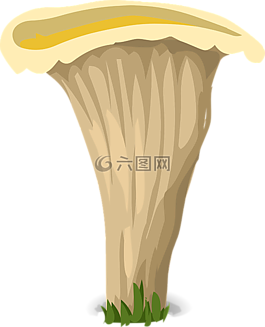 蘑菇,菌類,白