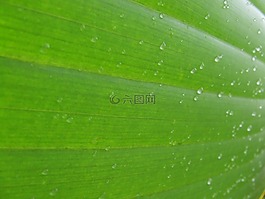 葉,背景,紋理