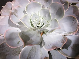 肉质植物,多汁,室内植物