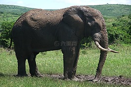 象,野生動物園,南非