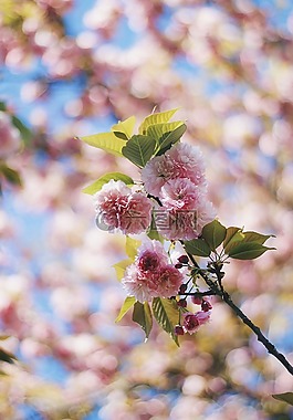 花,粉紅色,花瓣