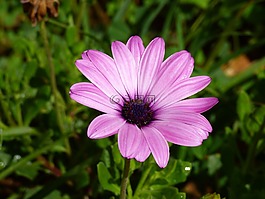 花,紫色,自然