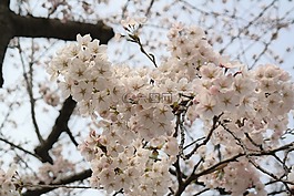 花,春天,樹