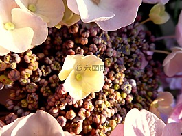 繡球,花,開花