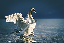 天鵝,鳥嘴,白