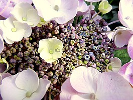 繡球,花,開花