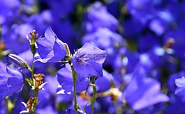 鮮花,夏季,藍(lán)色