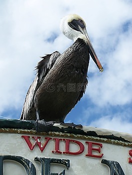 鵜,鳥,自然