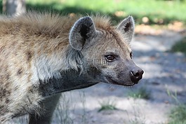 鬣狗,哺乳動物,動物區(qū)系
