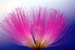 微笑,spoor花,木花
