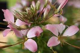 花,性質(zhì),廠