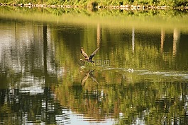 鳥(niǎo),飛行,水