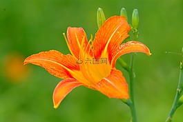 錐,野花,吉日