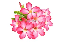 黑斑羚百合,粉红色,花