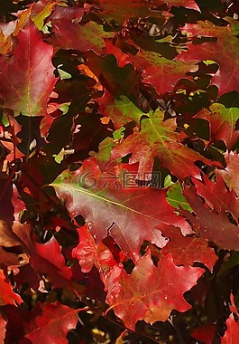 秋,秋天,紅色
