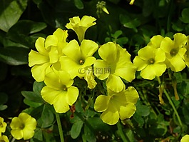 黃色,草甸,戶外