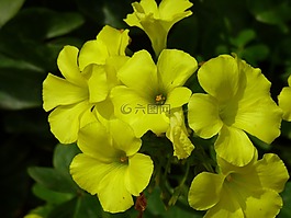 黃色,草甸,戶(hù)外