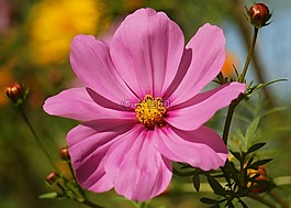花,花的,花園
