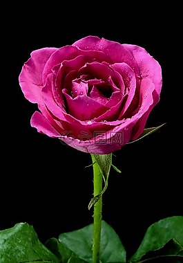 玫瑰,pinkrose,鲜花