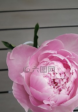 花,性質,玫瑰