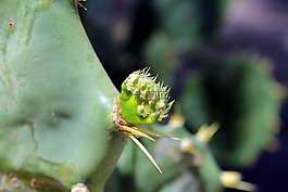 仙人掌,叶仙人掌,植物