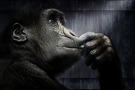gorila,光,靈長類動物