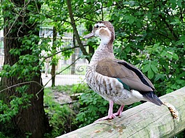 鴨,房子里的動(dòng)物的農(nóng)場(chǎng)的分散磨,鴨鳥