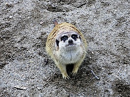 動物園,野生動物攝影,貓鼬